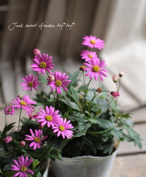 <i>Brachyscome angustifolia </i><BR><BR>�ɺ��֥饭����<BR>�إ�����å����