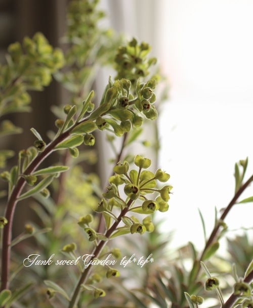 <i>Euphorbia x martinii</i><BR><BR>�桼�ե���ӥ�<BR>�إ�����ǥ�쥤��ܡ���