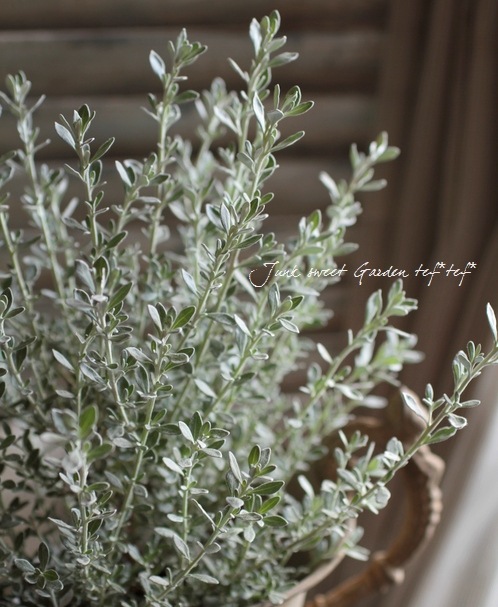 <i>Olearia axillaris</i><BR><BR>���쥢�ꥢ �إץ���ʥ��