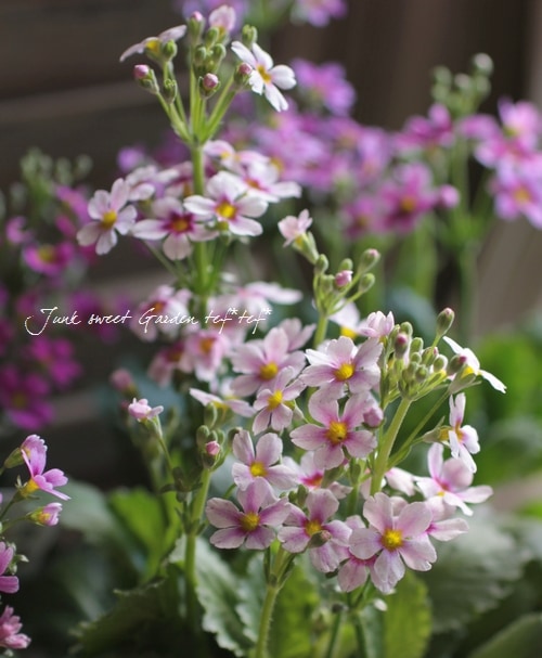 山野草　コジマエンレイソウ　開花終了株33個セット Amazon.co.jp: 山野草 種 カラマツソウ ピンク花 5粒 2024年7月末採取