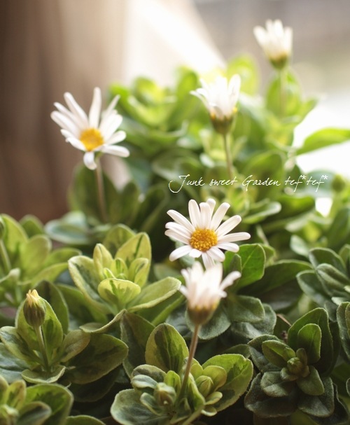 ブルーデージー白花品種！ 『ホワイトデージー』 フェリシア | すべて