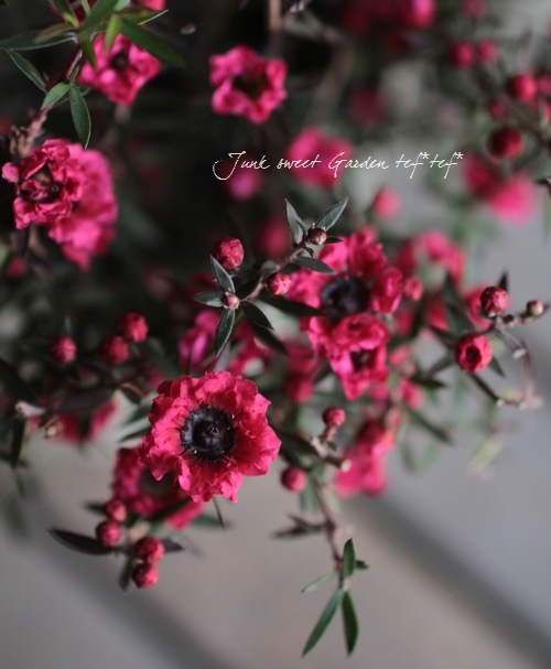 <i>Leptospermum scoparium</i><BR><BR>�����˶������в���<BR>Ȭ�ź餭�ؿ��ȥ����奦�Х���