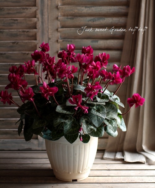 i>Cyclamen persicum</i><BR><BR>八重咲きシクラメン<BR>しだれ咲き