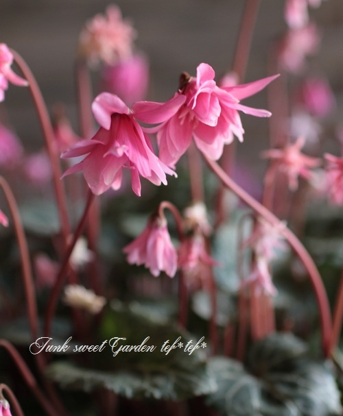 シクラメン 楽天市場】軽井沢育ちのガーデンシクラメン シャインレッド 苗 9cm