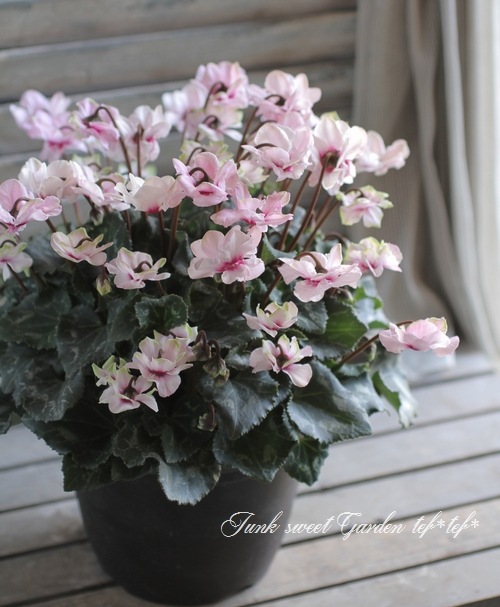 <i>Cyclamen persicum Mill</i><BR><BR>Ȭ�ź餭��������<BR>�褬���꡼��<BR>�إ��꡼��ƥ������