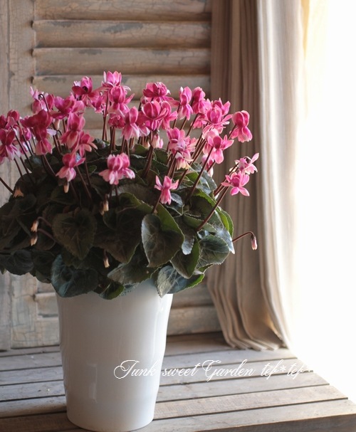 シクラメン シクラメン シェルウィング｜WEBカタログ｜未来アグリス株式会社|未来