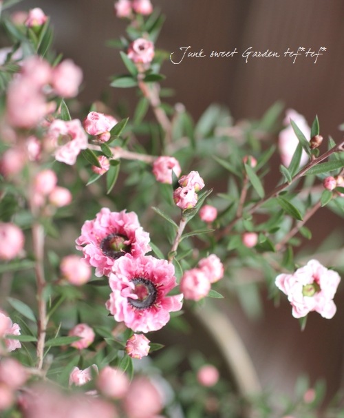 <i>Leptospermum scoparium</i><BR><BR>˶в<BR>Ȭź餭奦Х