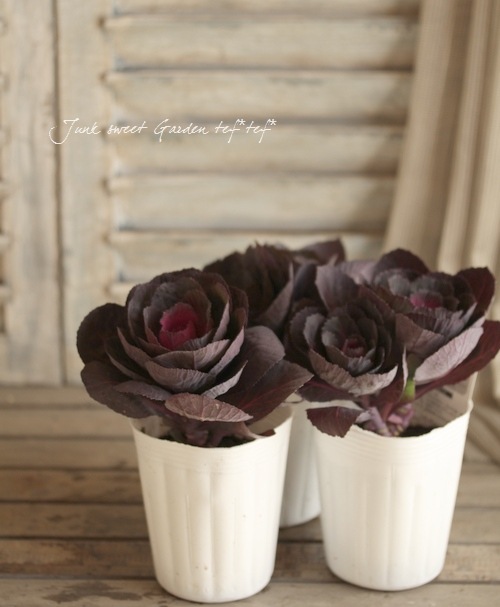 <i>Brassica</i><BR><BR>�������å׺餭�ղ�ð��<BR>�֥�å��륷����إ٥륵�����