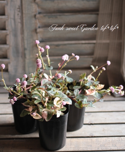 ������ݥꥴ�ʥࡡ�إХꥨ�������� �ҥ�ĥ륽��