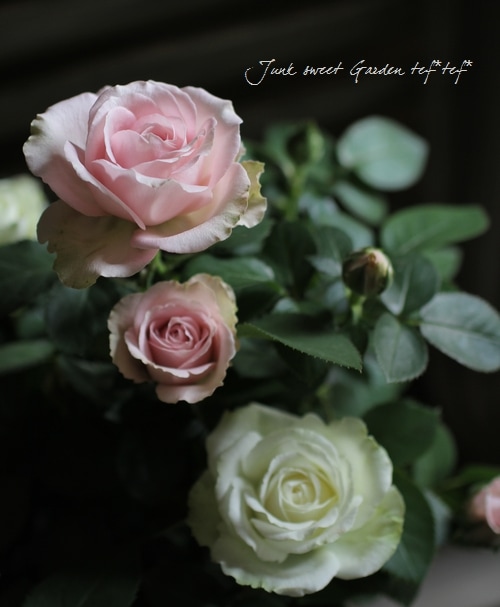 サエラ風 レース バスケット ハンドメイド 薔薇 ローズ 生花】高級感ローズブーケ（バラ50本） | 花里KANORI 葛西店