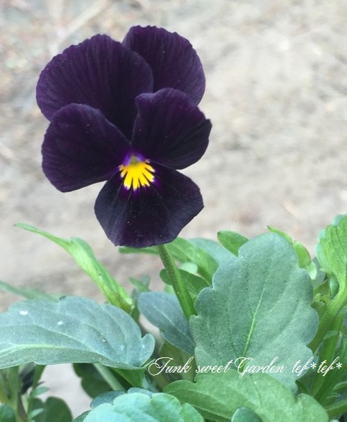 i>Viola×wittrockiana </i><BR><BR>黒ビオラ<BR>『ミッドナイト