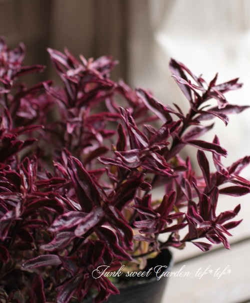 <i>Hebe 'Explosion'</i><BR><BR>������ء��١�<BR>�إ������ץ���������