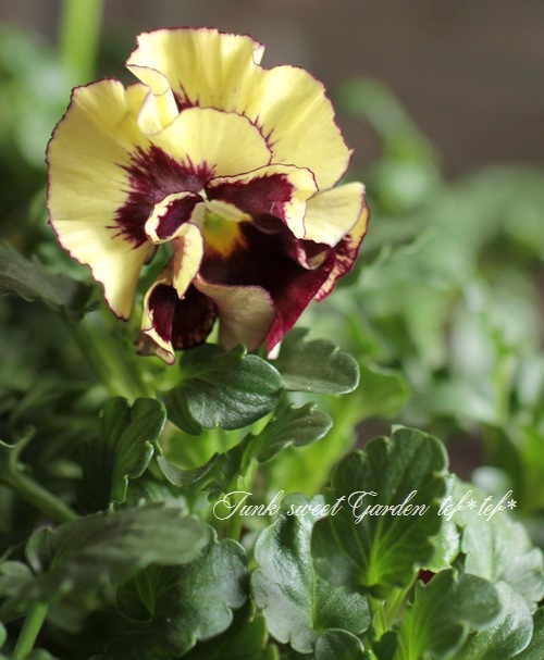 ⭐︎ 美品　大塚温子　パンジー⭐︎ 2026年最新】パンジーの人気アイテム - メルカリ