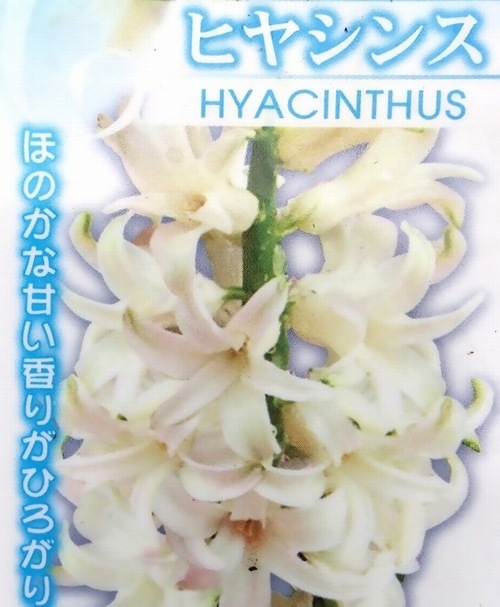 ���ڲ�����庬�� �ҥ䥷�� �إۥ磻�ȡ� 3�忢��