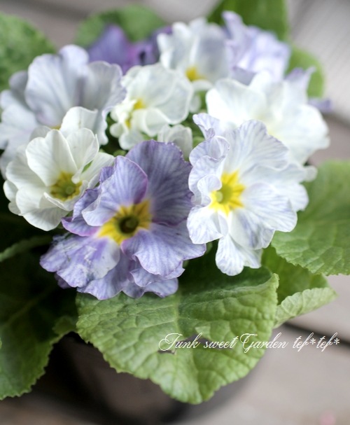 <i>Primula</i><BR><BR>�����Ѥ�롪�ץ���<BR>�إ֥롼�٥꡼�ѥ�åȡ�