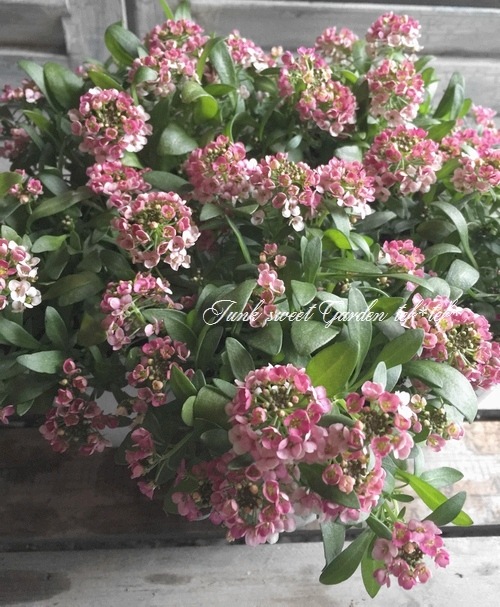 <i>Lobularia hybrid</i><BR><BR>�������ȡ�����å��� �إ��åѡ���