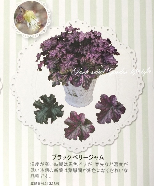 <i>Heuchera hybrid</i><BR><BR>PWҥ塼 إ֥å٥꡼