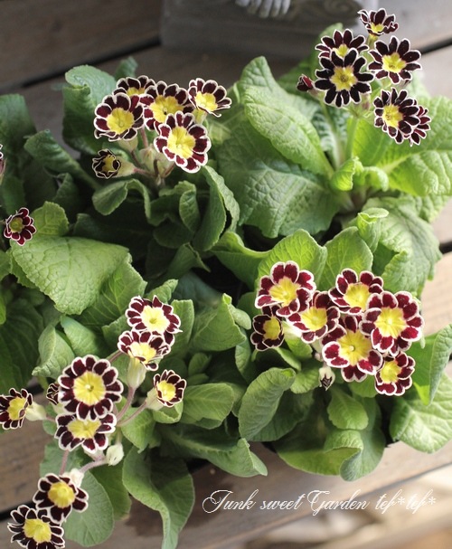 <i>Primula</i><BR><BR>����ƥ������ץ���<BR>����ϡإ���С��졼����
