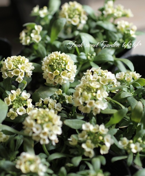 <i>Lobularia hybrid</i><BR><BR>ȡå إܥ꡼