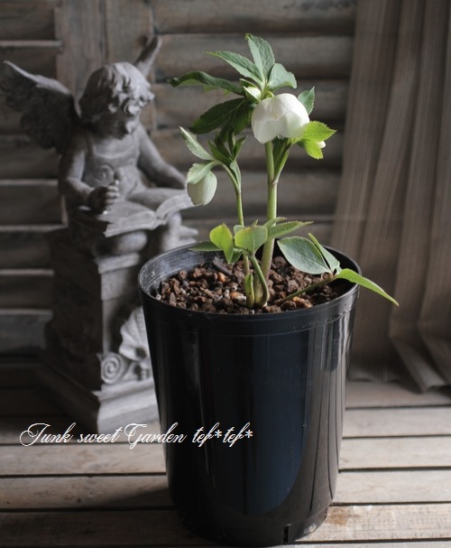 花さん専用 初めての立花セット | 華道具 | フラワーショップ花楽