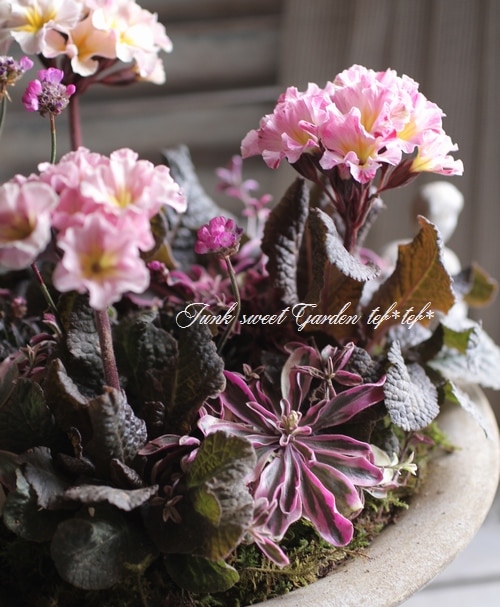 tef*tef*�󤻿���<BR>2015 * no23. *<BR><BR>Ƽ�եץ���ߥ֥ꥭ���å�