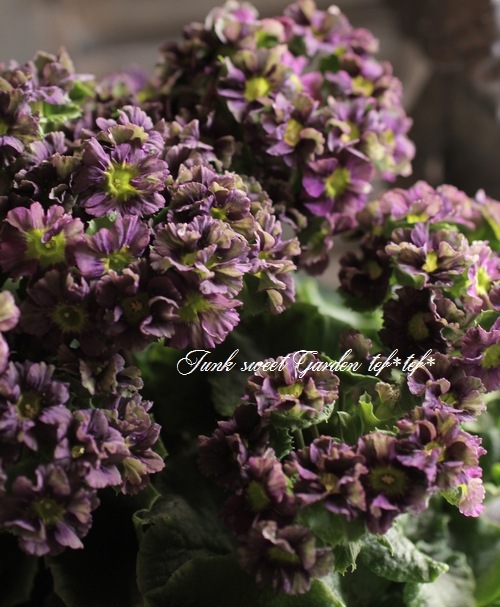 <i>Purimura obconica</i><BR><BR>�ץ��顦���֥��˥��ʥ����饽����<BR>Ķ���������ʼ�إ��졼�ѡ��ץ뿧��