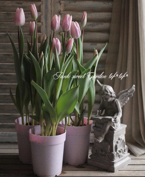 i>Tulipa Silver Cloud </i><BR><BR>冷蔵処理で花持ち抜群