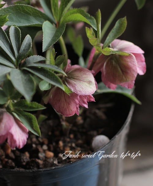 大和園・佐藤さん作出<BR>クリスマスローズ・開花株！5号鉢<BR