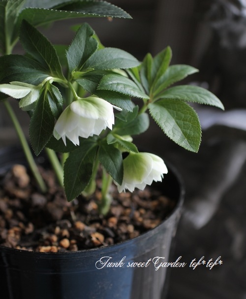 ローブリッター クリスマスローズ 小苗 DDシャノワール×DDシャノワール 楽天市場】2025年NEW クリスマスローズ 苗 5号プラ鉢入り