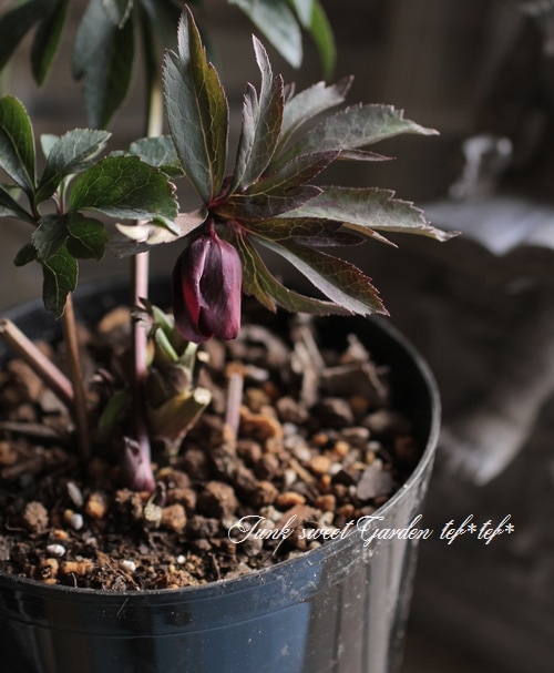 大和園・佐藤さん作出<BR>クリスマスローズ・開花株！5号鉢<BR>『赤黒