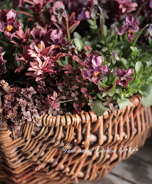 tef*tef*�󤻿���<BR>2015 * no28 *<BR><BR>���å��ʲ֤���