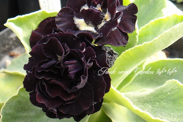 i>Primula auricula</i><BR><BR>銘品プリムラ・オーリキュラ<BR