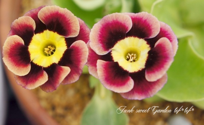 銘品プリムラ オーリキュラ ゴールドセンターアルパイン系 プリンス ジョン すべての商品 Junk Sweet Garden Tef Tef 銘品プリムラ オーリキュラ ゴールドセンターアルパイン系 プリンス ジョン すべての商品 Junk Sweet Garden Tef Tef