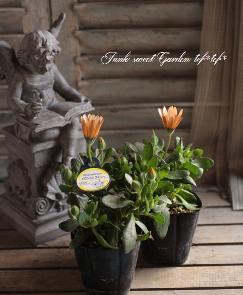 オステオパシックメディスン 第三版 オステオパシック メディスン | SHOP of THE SCIENCE NEWS