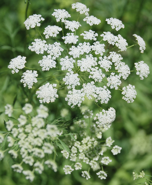 i>Ammi majus</i><BR><BR>アンミ・マユス・ホワイト<BR>『レース