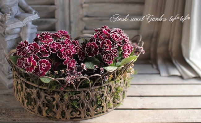 tef*tef*󤻿<BR>2015 * no32 *<BR><BR>إ֥Ȥʥ⥹