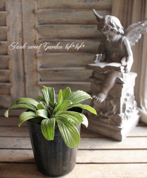 <i>Digitalis obscura</i><BR><BR>�������ꥹ���ե��륮�ͥ�<BR>�إ���С��ϥ���ɡ�