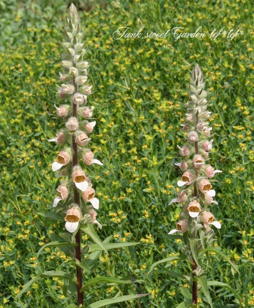 <i>Digitalis lanata</i><BR><BR>�������ꥹ���饿����<BR>�إ��ե����꡼���