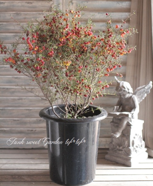 <i>Boronia ��Harlequin��</i> <BR><BR>���NO1���ܥ��˥�<BR>�إϡ��졼������� No.1