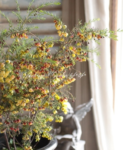 <i>Boronia ��Harlequin��</i> <BR><BR>���NO1���ܥ��˥�<BR>�إϡ��졼������� No.2