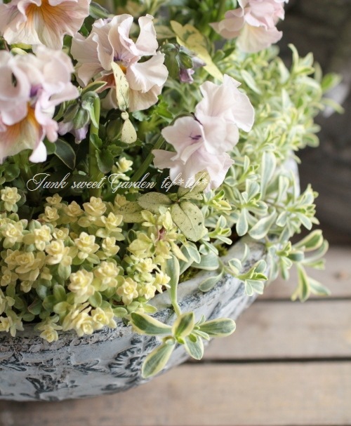 tef*tef*󤻿<BR>2015 * no36 *<BR><BR>եѥ󥸡ߥ꡼꡼