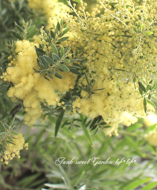 �����������ե���֥ꥢ���� �ɥ������� �إƥ쥵��