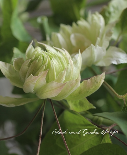 クレマチス　雪おこし　挿し木苗 クレマチス 『雪おこし』 パテンス系・旧枝咲き（ 早咲き大輪系 ） 9cm