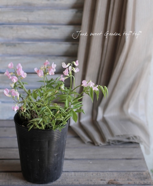 <i>Perennial sweet pea</i><BR><BR>�������ɺ������ȥԡ�<BR>�إ饷�饹���ԥ󥯡٤ȡإѡ��ץ�٤�MIX����