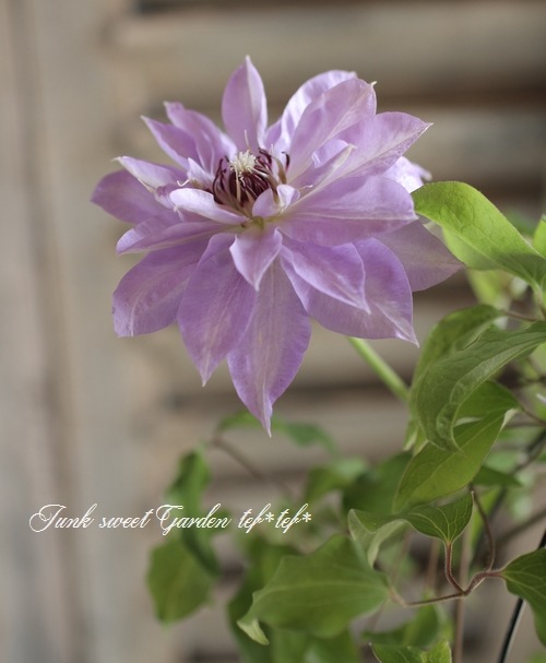 I Clematis I Br Br 八重咲きクレマチス Br 天塩 テシオ すべての商品 Junk Sweet Garden Tef Tef