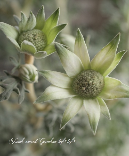 <i>Actinotus helianthi</i><BR><BR>�ե��ͥ�ե�<BR>�إե��󥷡����Ρ���