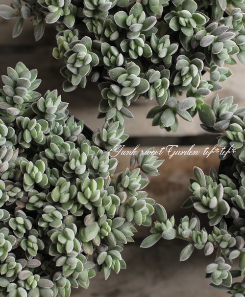 <i>Crassula remota</i><BR><BR>¿ʪ<BR>å顡إ⡼