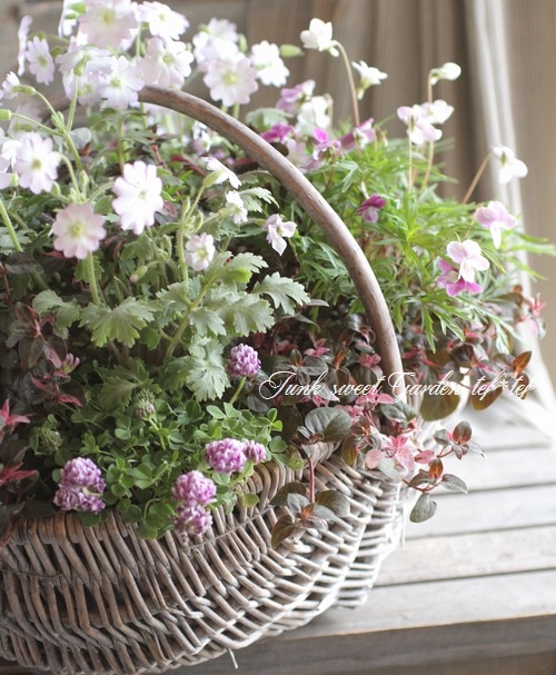 tef*tef*󤻿<BR>2015 * no41 *<BR><BR>ʥ뤫