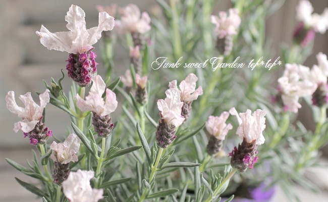 ラベンダー・ラッフルズ 『スイートベリー』 | すべての商品 | | Junk