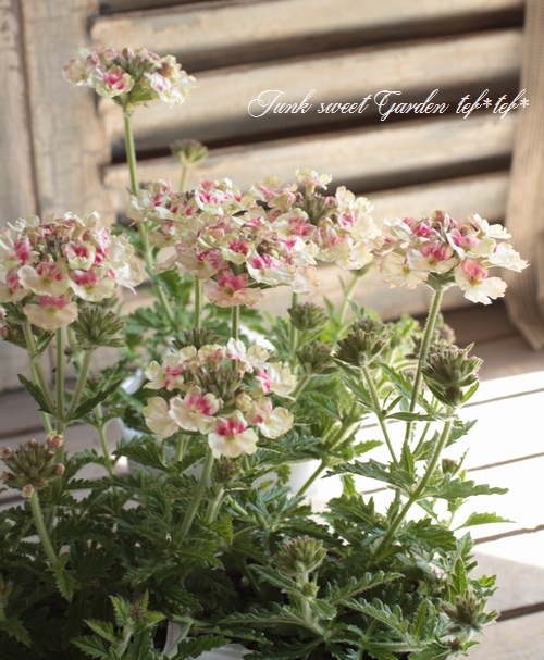 栄養系バーベナ ラナイ ヴィンテージローズ すべての商品 Junk Sweet Garden Tef Tef